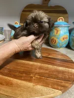 Penelope, a female Shih Tzu for sale in Norris, SC – 2 of 2