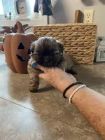 Stella, a female Shih Tzu for sale in Norris, SC – 2 of 5