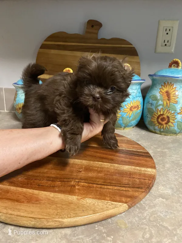 Tucker – Shih Tzu puppy for sale in Norris, SC