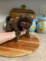 Tucker, a male Shih Tzu for sale in Norris, SC – 1 of 2