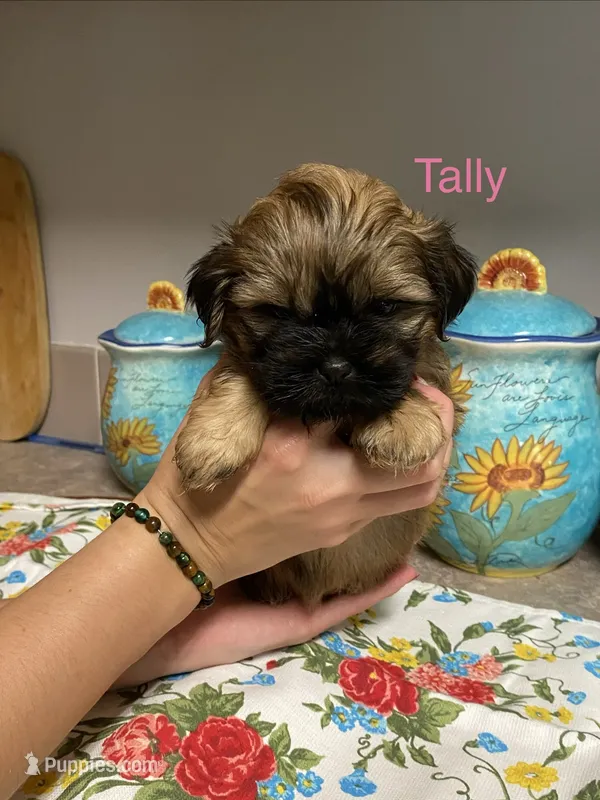 Tally – Shih Tzu puppy for sale in Norris, SC
