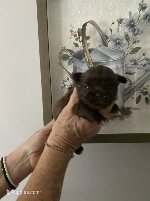 Jenny – Shih Tzu puppy for sale in Norris, SC