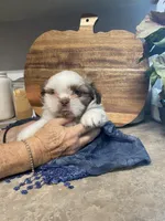 Max, a male Shih Tzu for sale in Norris, SC – 2 of 8
