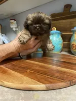 Stella, a female Shih Tzu for sale in Norris, SC – 5 of 5