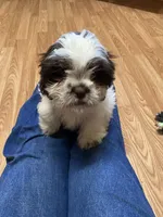 Rocky, a male Shih Tzu for sale in Norris, SC – 8 of 9