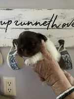 Zoey , a female Shih Tzu for sale in Norris, SC – 2 of 2