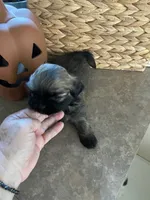 Yoshi, a male Shih Tzu for sale in Norris, SC – 3 of 7