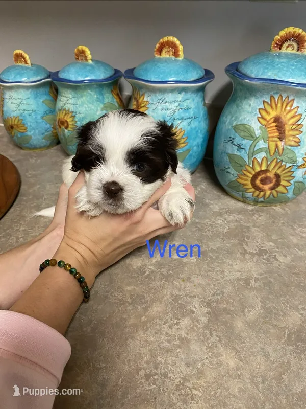 Wren – Shih Tzu puppy for sale in Norris, SC