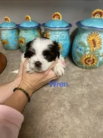 Wren, a male Shih Tzu for sale in Norris, SC – 1 of 1