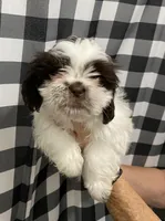 Rocky, a male Shih Tzu for sale in Norris, SC – 5 of 9