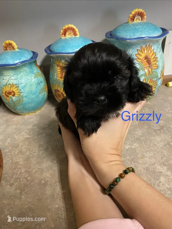 Grrizzly – Shih Tzu puppy for sale in Norris, SC