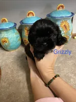 Grrizzly, a male Shih Tzu for sale in Norris, SC – 1 of 1