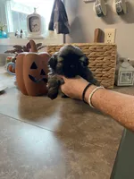 Yoshi, a male Shih Tzu for sale in Norris, SC – 5 of 7