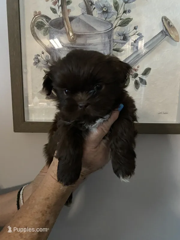 Amilia – Shih Tzu puppy for sale in Norris, SC