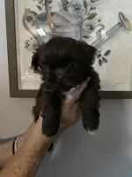 Amilia, a female Shih Tzu for sale in Norris, SC – 1 of 3