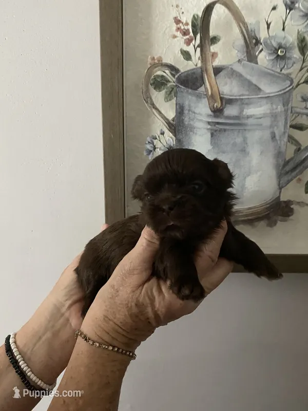 Jasmine – Shih Tzu puppy for sale in Norris, SC
