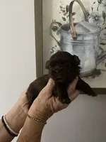 Jasmine, a female Shih Tzu for sale in Norris, SC – 1 of 1