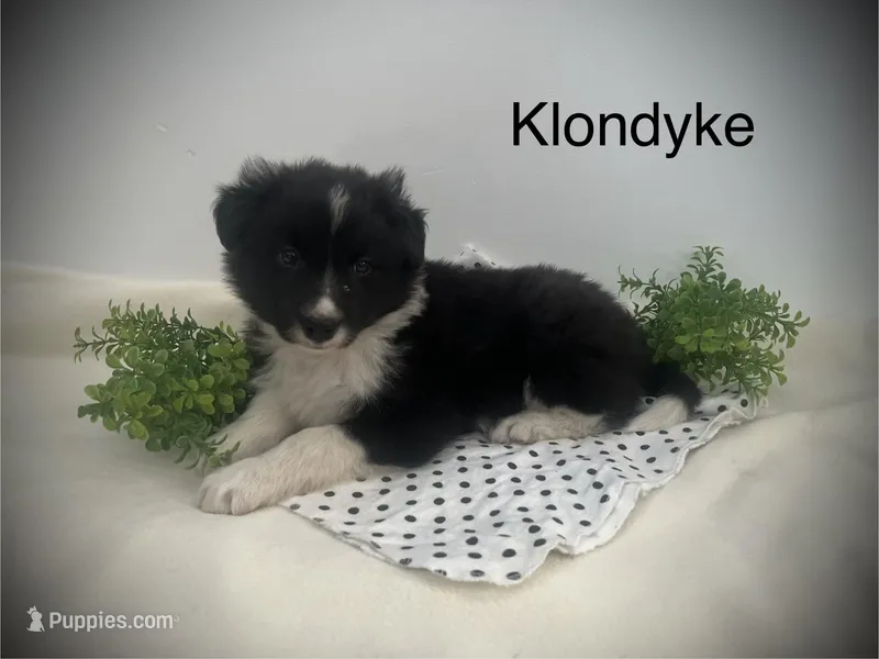 Klondyke – Border Collie puppy for sale in Bloomington, WI