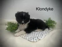 Klondyke, a male Border Collie for sale in Bloomington, WI – Photo 1 of 3
