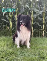 Klondyke, a male Border Collie for sale in Bloomington, WI – Photo 3 of 3