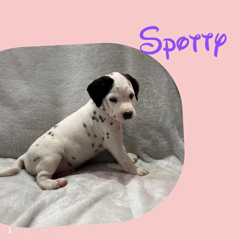 Spotty, a female Dalmatian for sale in Croydon, PA – Photo 1 of 1