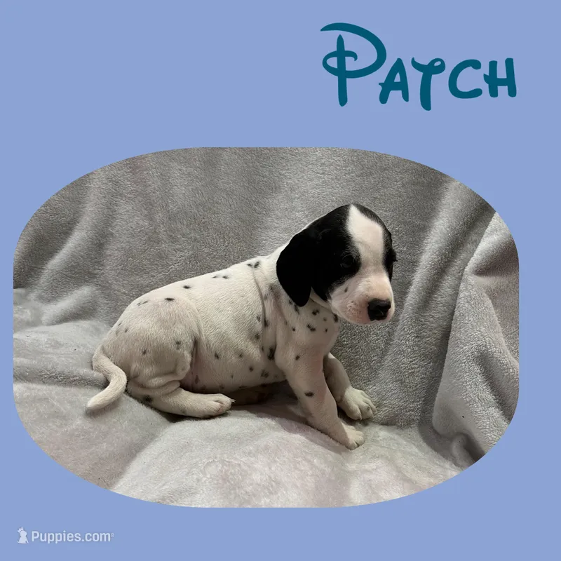 Patch – Dalmatian puppy for sale in Croydon, PA