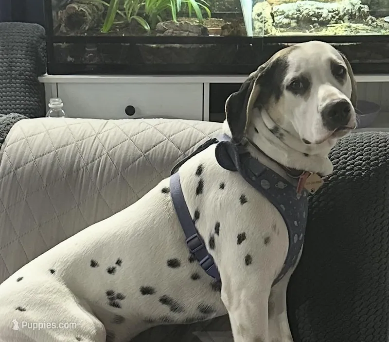 Rookie – Dalmatian puppy for sale in Croydon, PA