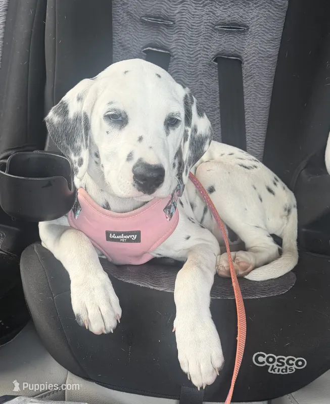 Calypso – Dalmatian puppy for sale in Croydon, PA