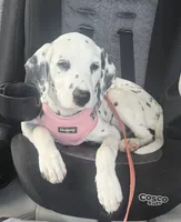 Calypso, a female Dalmatian for sale in Croydon, PA – 1 of 1