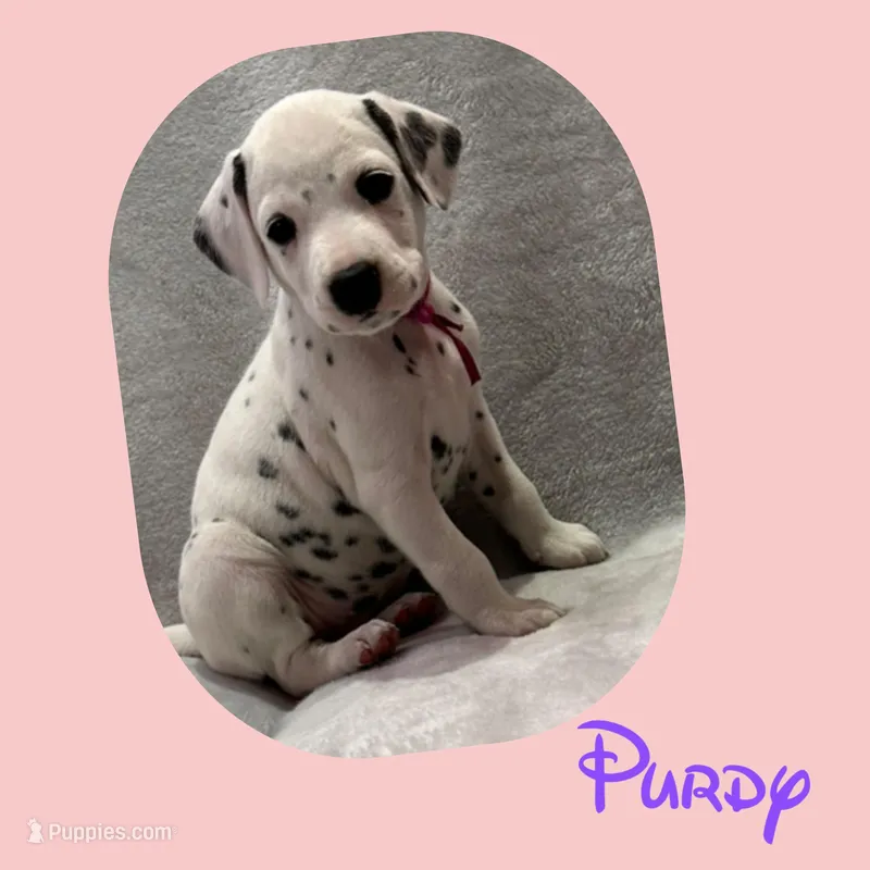 Purdy – Dalmatian puppy for sale in Croydon, PA