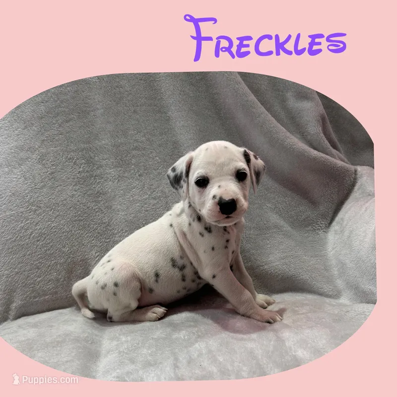 Freckles – Dalmatian puppy on hold in Croydon, PA