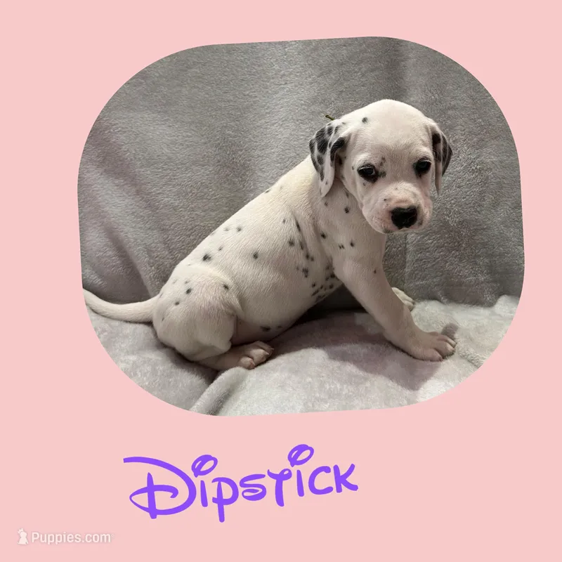 Dipstick – Dalmatian puppy for sale in Croydon, PA