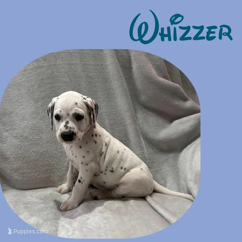 Whizzer – Dalmatian puppy for sale in Croydon, PA