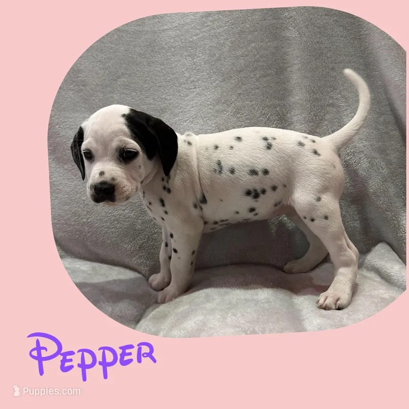 Pepper, a female Dalmatian for sale in Croydon, PA – Photo 1 of 1