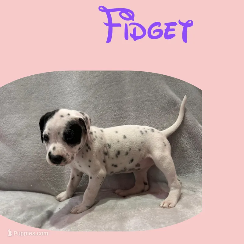 Fidget – Dalmatian puppy for sale in Croydon, PA