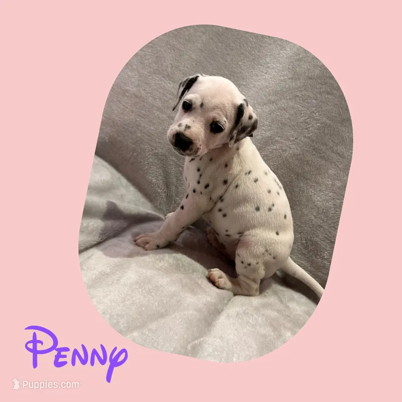 Penny – Dalmatian puppy for sale in Croydon, PA