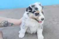 Polar AKC, a male Australian Shepherd for sale in Dallas, TX – Photo 3 of 3