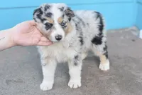 Polar AKC, a male Australian Shepherd for sale in Dallas, TX – Photo 2 of 3