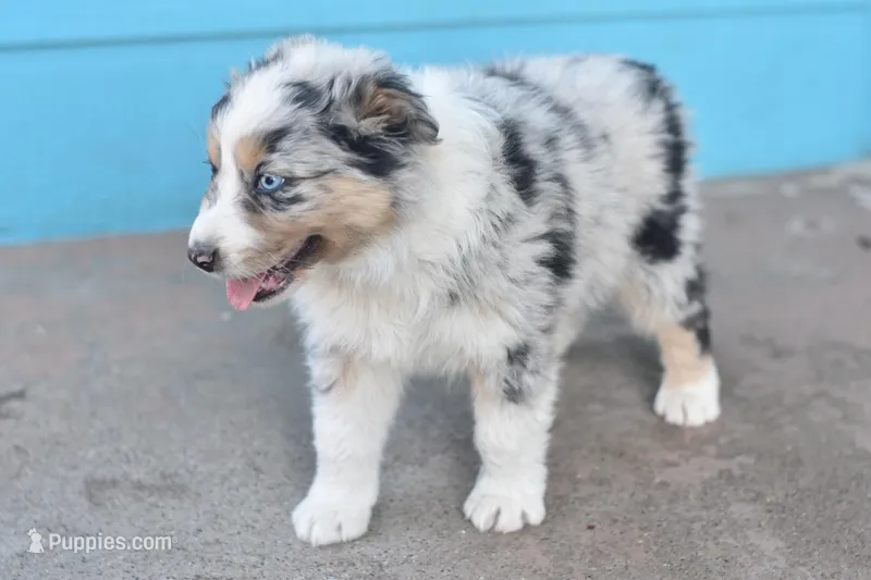 Polar AKC, a male Australian Shepherd for sale in Dallas, TX – Photo 1 of 3