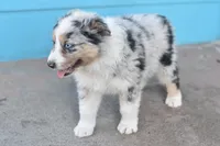 Polar AKC, a male Australian Shepherd for sale in Dallas, TX – Photo 1 of 3