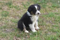 Cutie AKC, a male Australian Shepherd for sale in Dallas, TX – Photo 2 of 4