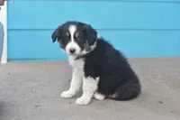 Cutie AKC, a male Australian Shepherd for sale in Dallas, TX – Photo 3 of 4