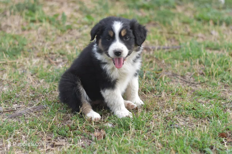 Cutie AKC, a male Australian Shepherd for sale in Dallas, TX – Photo 1 of 4