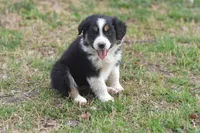 Cutie AKC, a male Australian Shepherd for sale in Dallas, TX – Photo 1 of 4