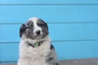 River AKC, a male Australian Shepherd for sale in Dallas, TX – Photo 2 of 4