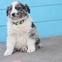 River CKC, a male Australian Shepherd for sale in Dallas, TX – Photo 2 of 3