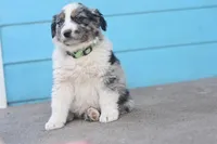 River AKC, a male Australian Shepherd for sale in Dallas, TX – Photo 3 of 4