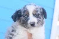 River CKC, a male Australian Shepherd for sale in Dallas, TX – Photo 1 of 3
