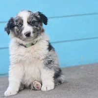 River CKC, a male Australian Shepherd for sale in Dallas, TX – Photo 3 of 3