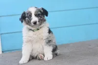 River AKC, a male Australian Shepherd for sale in Dallas, TX – Photo 1 of 4